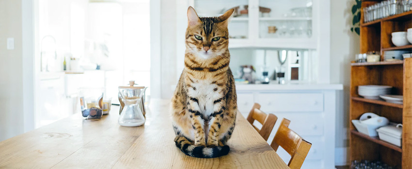 家猫